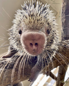 Rico the porcupine - Cincinatti Zoo
