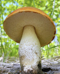 Large white and orange mushroom
