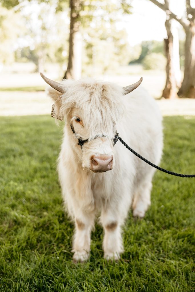 White highland cow at Steel Magnolia Barn.